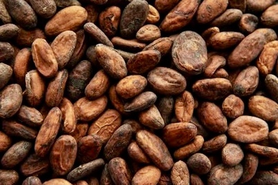 Premium cocoa beans in jute sacks
